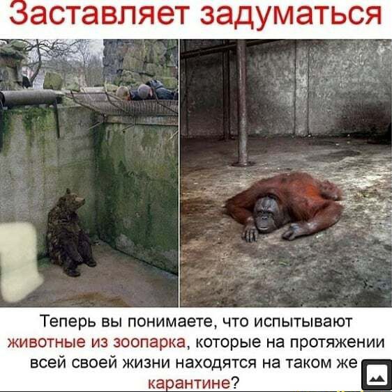 Теперь вы понимаете что испытывают животные из зоопарка которые на протяжении всей своей жизни находятся на таком же касантине