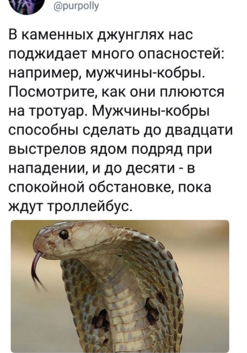 рцгроНу В каменных джунглях нас поджидает много опасностей например мужчины кобры Посмотрите как они плюются на тротуар Мужчины кобры способны сделать до двадцати выстрелов ядом подряд при нападении и до десяти в спокойной обстановке пока ждут троллейбус