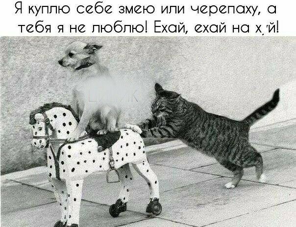 Я куплю себе змею ипи черепаху тебя я не люблю Ехой ехой но хуй