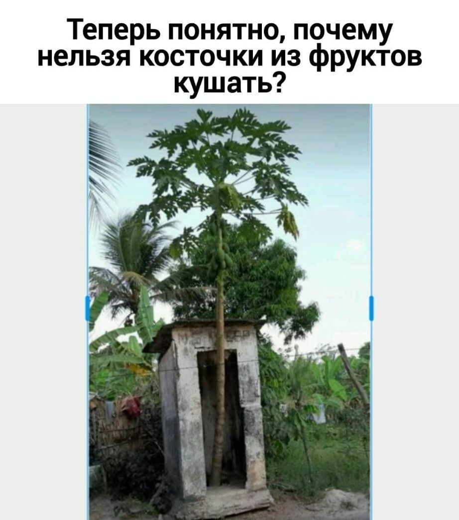 Теперь понятно почему нельзя косточки из фруктов кушать