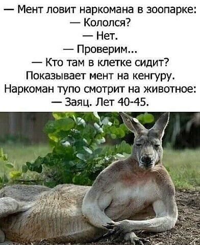 Мент ловит наркомана в зоопарке Кололся Нет Проверим Кто там в клетке сидит Показывает мент на кенгуру Наркоман тупо смотрит на животное Заяц Лет 40 45
