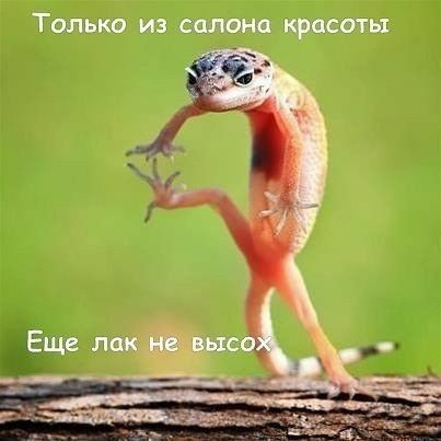 Только из салона трасты