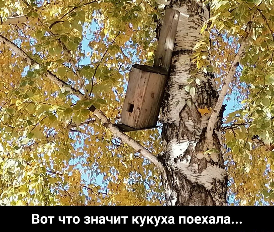 ВОТ ЧТО ЗНЗЧИТ кукуха поехала