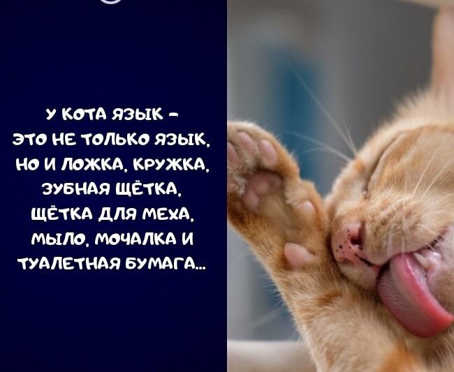 у кид язык это не только язык но и мжкд тжкд зувнАя щёткд РЕ щёткд для мвд мыло мочдпкд и тудлетндя вумгд Сх