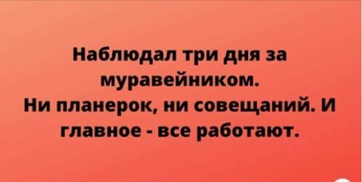 Наблюдал три дня за муравейником Ни ппаиерок ии совещаний И главное все работает