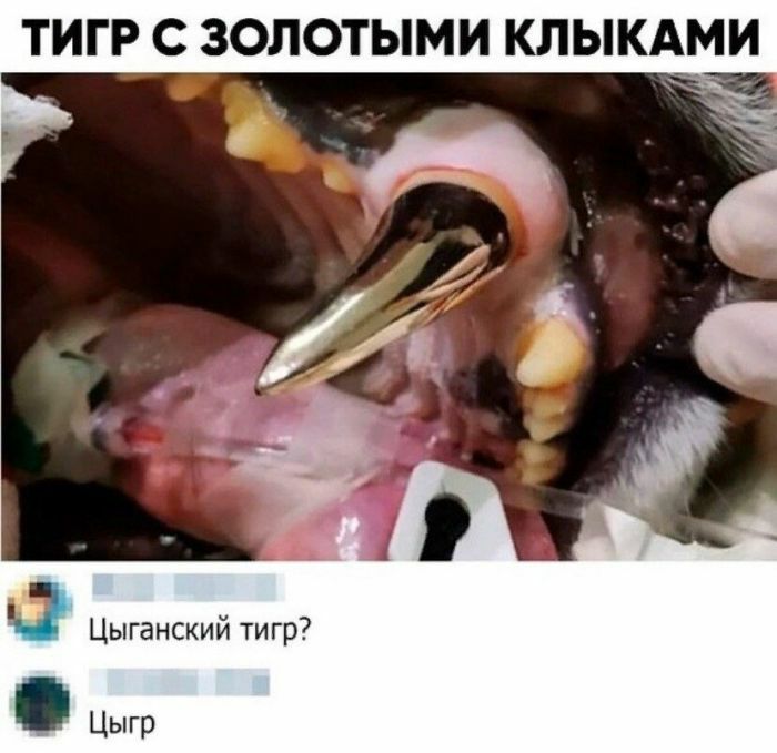 ТИГР С ЗОЛОТЫМИ КЛЫКАМИ Цыганский тигр Цыгр