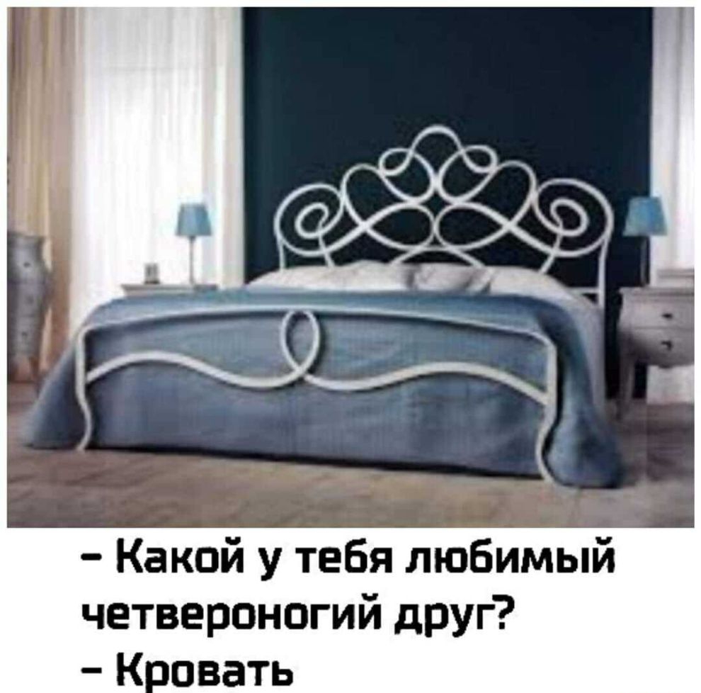 Какой у тебя любимый четвероногий друг К овать