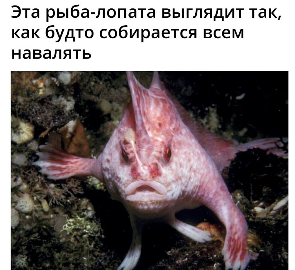 Эта рыба лопата выглядит так как будто собирается всем НдВдЛЯТЬ
