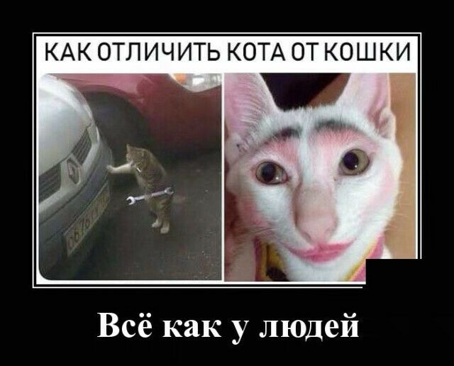 КАК ОТПИЧИТЬ КОТА ОТ КОШКИ Всё как у людей