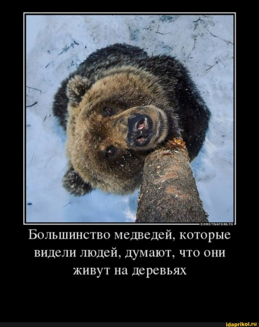 митино шо Большинство медведей которые видели людей думают что они живут на деревьях