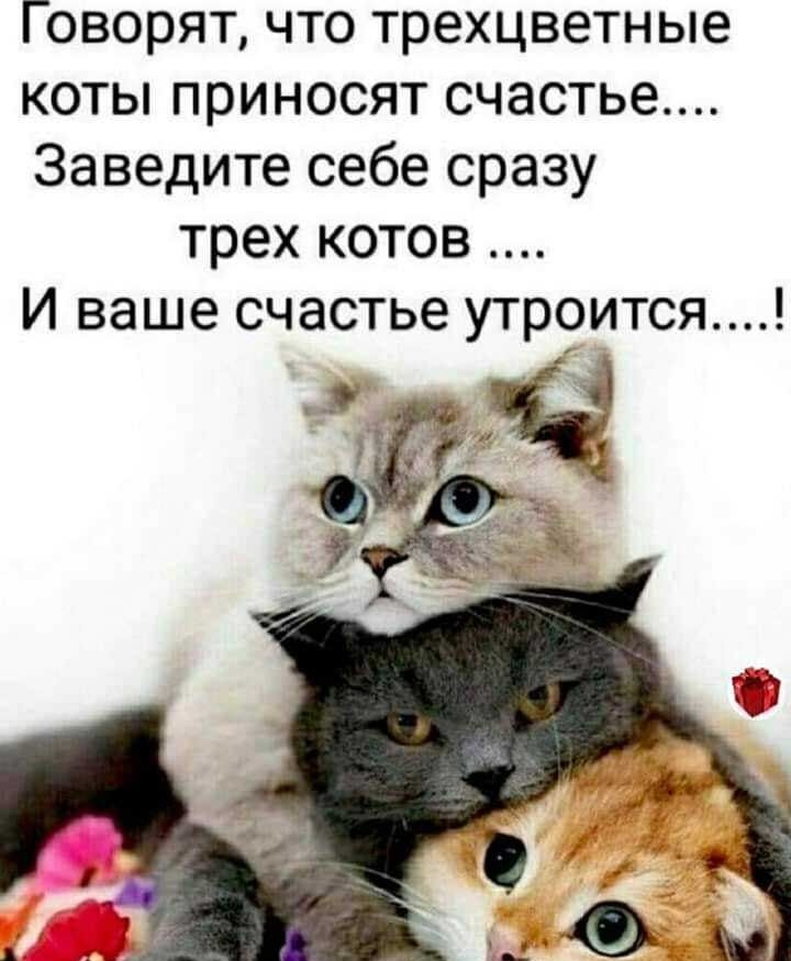 Говорят что трехцветные коты приносят счастье Заведите себе сразу трех котов И ваше счастье утроится