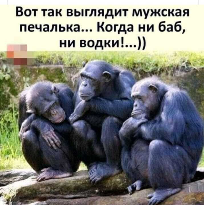 Вот так выглядит мужская печалька Когда ни баб ни водки Ми дм