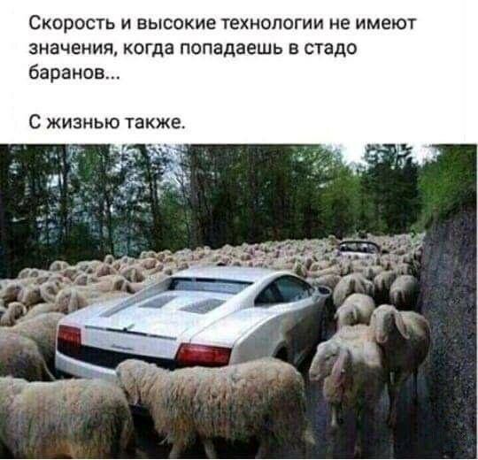 Скорость и высокие технологии не имеют значения когда попадаешь в стадо барана С жизнью также