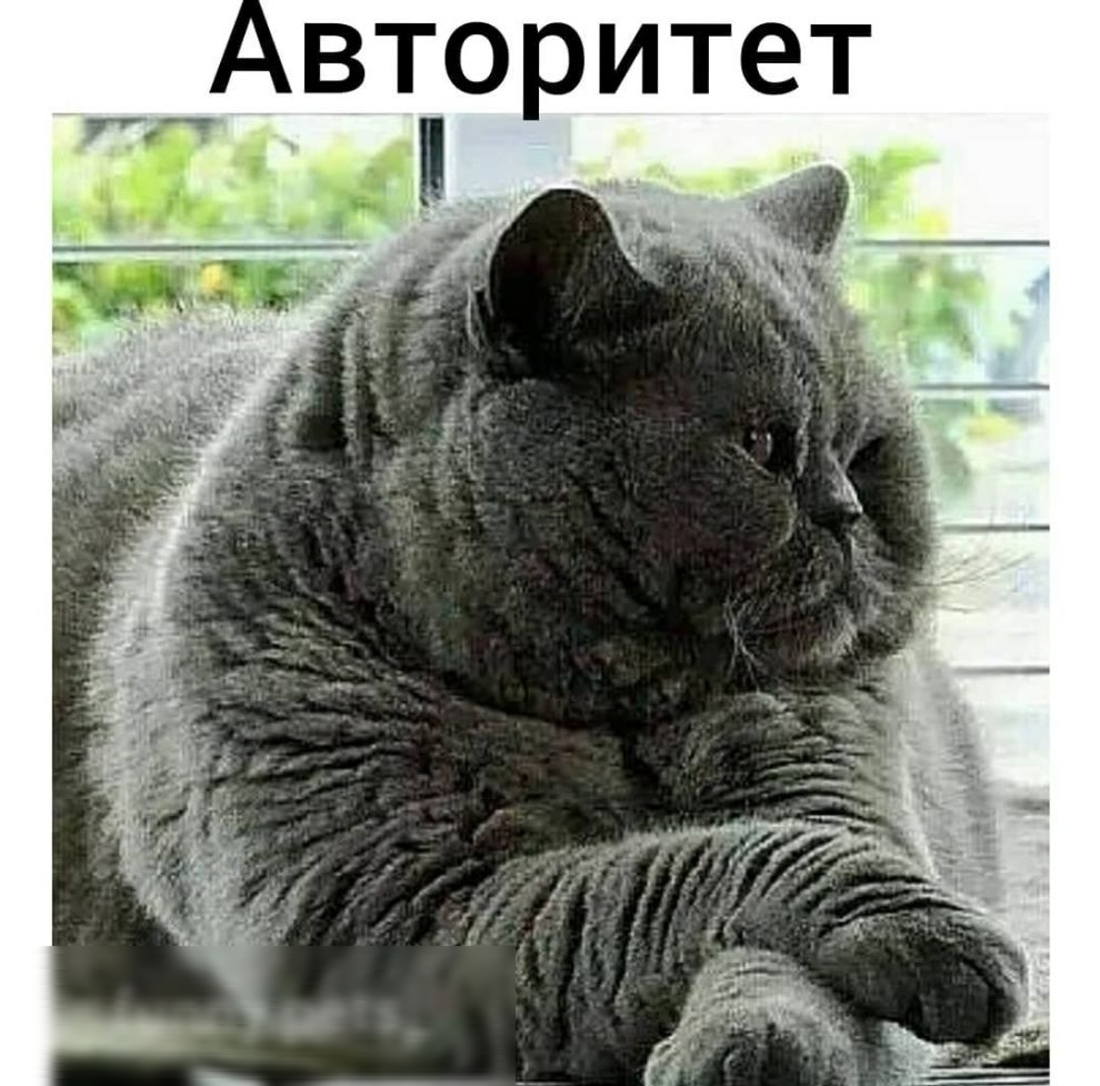 Авторитет зд