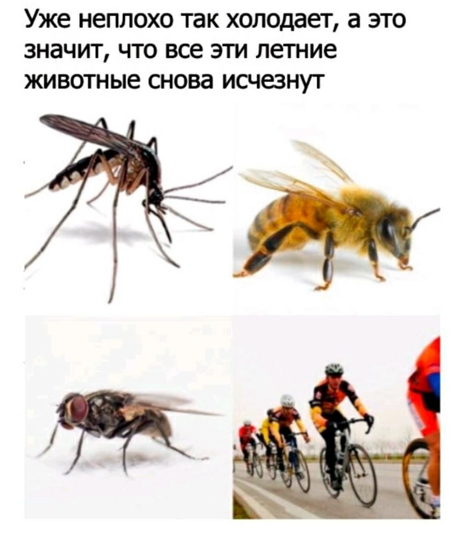 Уже НЕПЛОХО так ХОЛОДЭЕТ а ЭТО ЗНЗЧИТ ЧТО все ЭТИ летние животные СНОВЭ ИСЧЕЗНУТ
