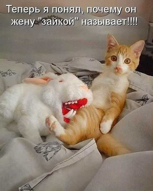 Теперь я по жену зайк