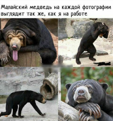 Малайский медведь на каждой фотографии выглядит так же как я на работе