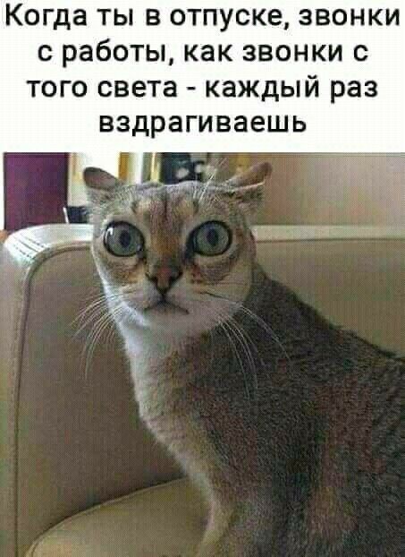 Когда ТЫ В ОТПУСКЕ ЗВОНКИ С работы как ЗВОНКИ С ТОГО света КЗЖДЫЙ РЭЗ ВЗДРЗГИВЗЕШЬ
