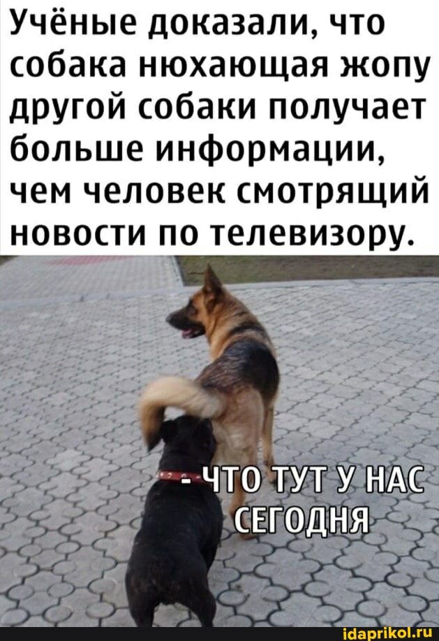 Учёные доказали что собака нюхающая жопу другой собаки получает больше информации чем человек смотрящий _новости по телевизору