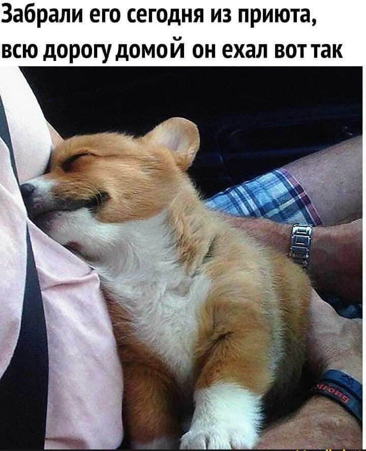 Забрали его сегодня из приюта всю дорогу домой он ехал вот так