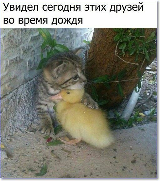 Увидел сегодня этих друзей во время дождя дид