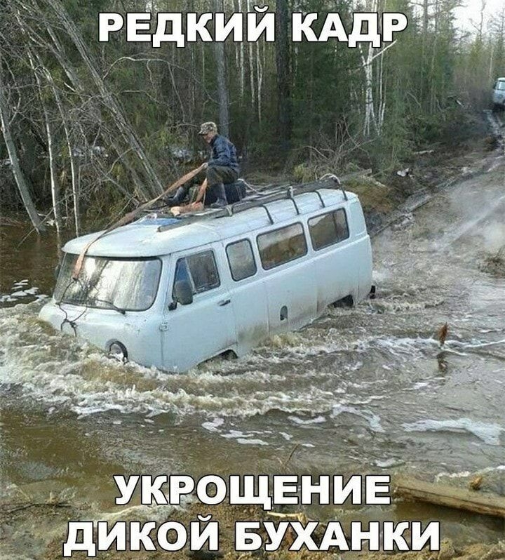 1 Уддр ощвнив дикой БУХАНКИ