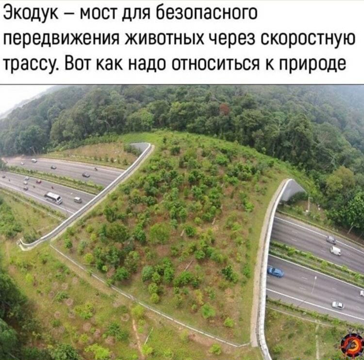 Экодук мост для безопасного передвижения животных через скоростную трассу Вот как надо относиться к природе
