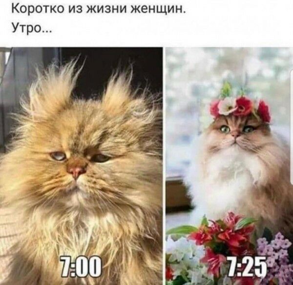 Коротко из жизни женщин Утро
