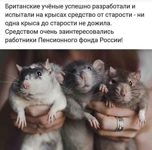 Британские учёные успешно разработали и испытали на крысах средство от старости ни одна крыса до старости не дожила Средством ОЧЕНЬ заинтересовались работники Пенсионного фонда России