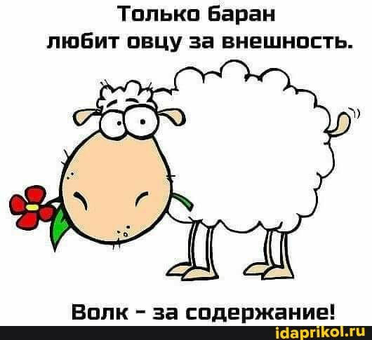 Тплькп Баран любит овцу за внешность Вплк за содержание