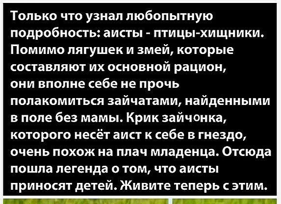 Только что узнал любопытную подробность аисты птицыхищники Помимо лягушек и змей которые составляют их основной рацион они вполне себе не прочь полакомиться зайчатами найденными в поле без мамы Крик зайчонка которого несёт аист к себе в гнездо очень похож на плач младенца Отсюда пошла легенда о том что аисты приносят детей Живите теперь с этим
