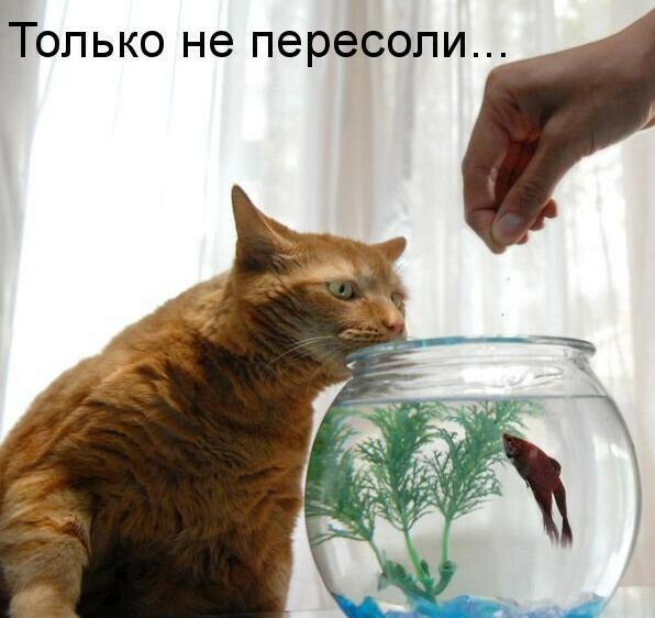 Только не пересоли