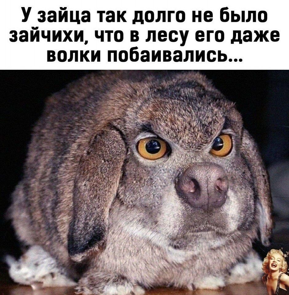 У_зайца так долго не было заичихи что в лесу его даже волки побаивались
