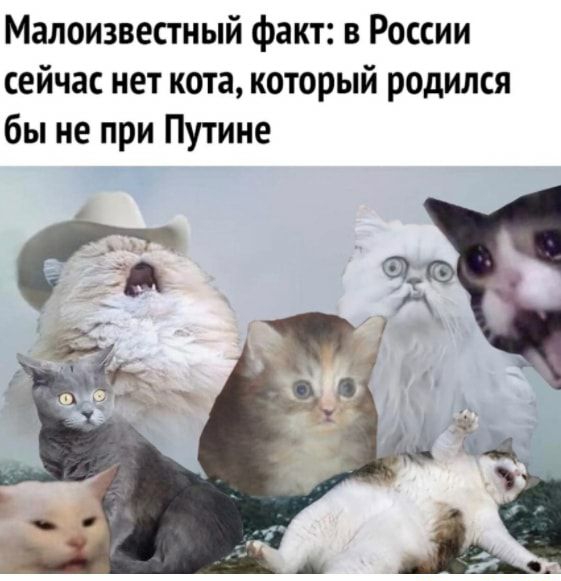 Малоизвестный факт в России сейчас нет кота который родился бы не при Путине