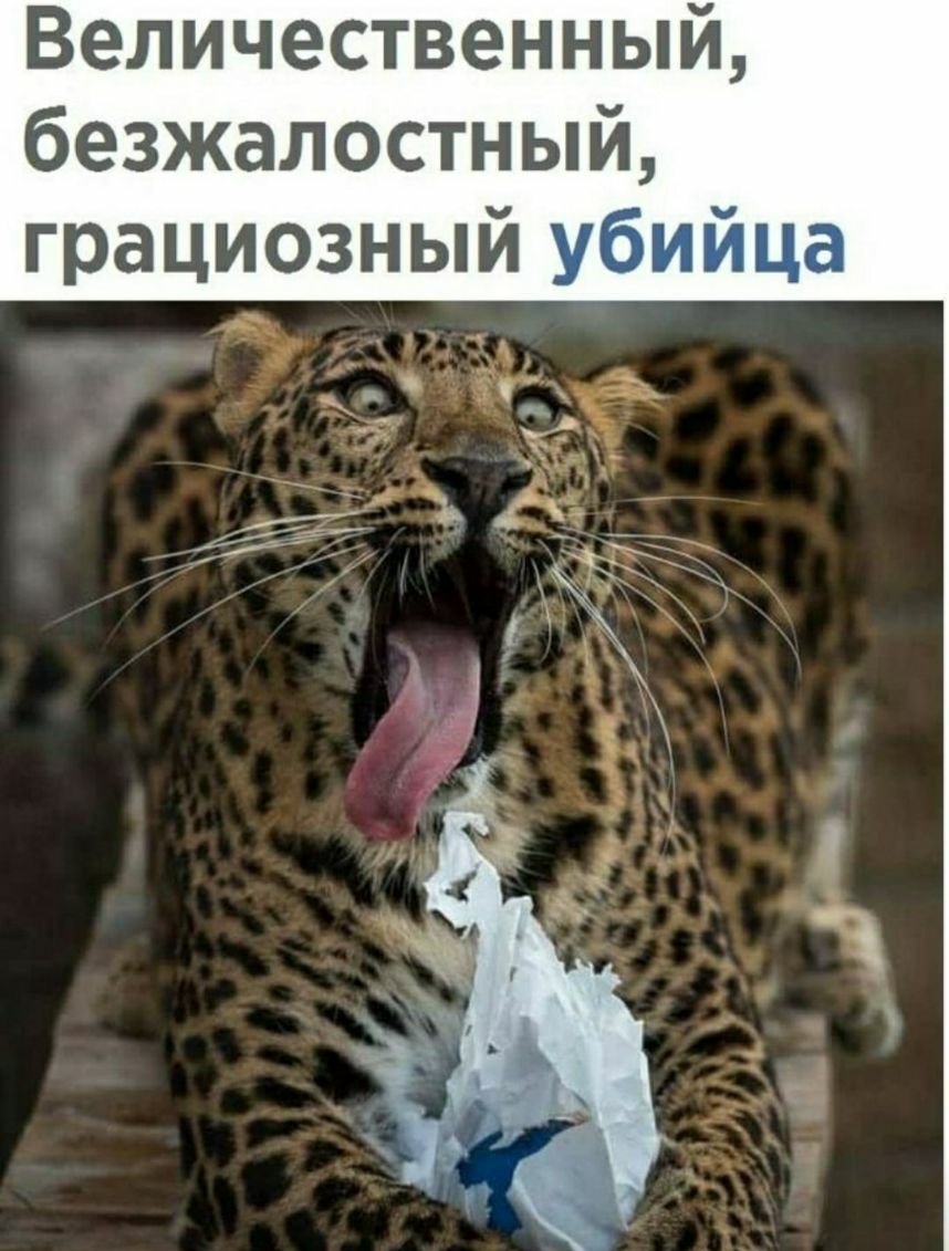 Величественный безжалостный грациозный убийца и _ к и