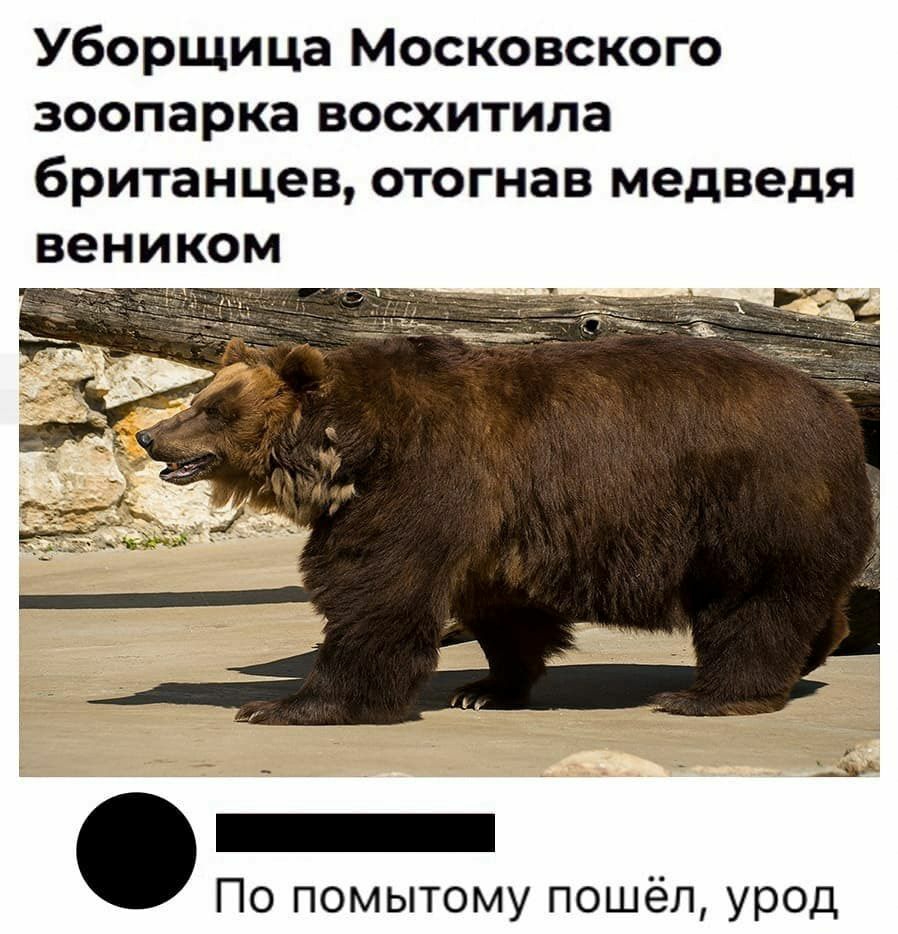 Уборщица Московского зоопарка восхитила британцев отогнав медведя веником По помытому пошёл урод