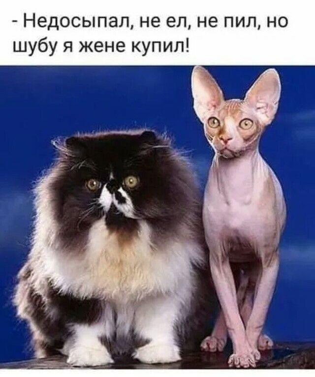 Недосыпал не ел не пил но шубу я жене купил