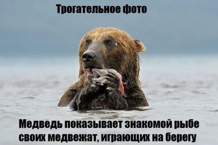 тиогапопьно Фото Медведь ППНЗЗЪШТ Знакомой ВЫШЕ свош МВДВВЖШ ИПШЮЩИХ на ШВП