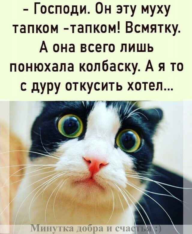 Господи Он эту муху тапком тапком Всмятку А она всего лишь понюхала колбаску А я то с дуру откусить хотел