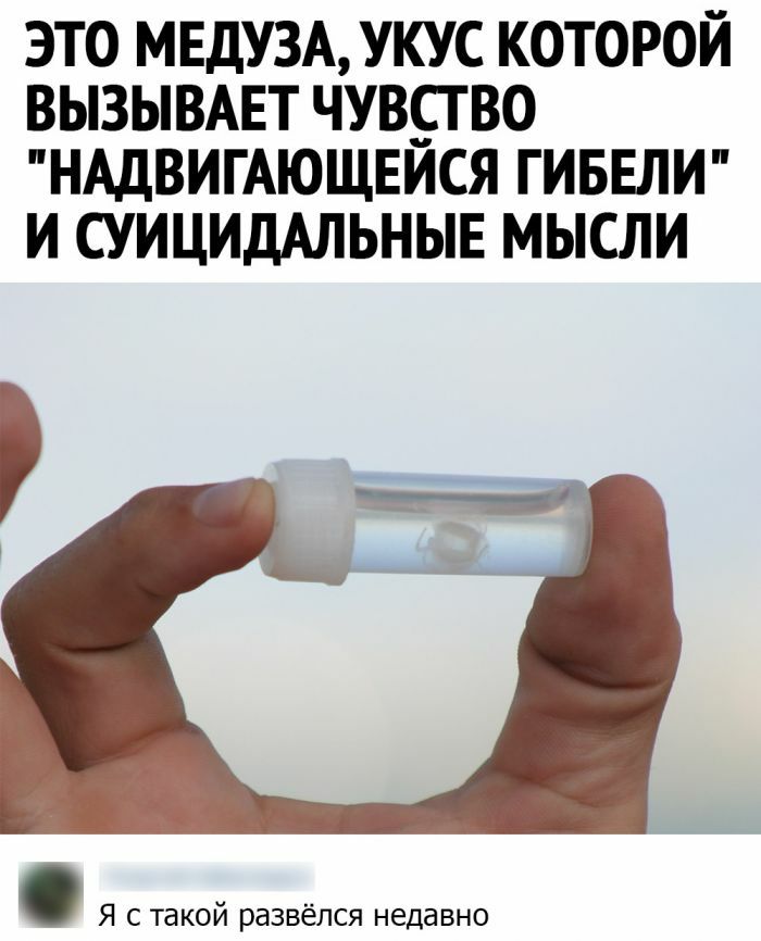 ЭТО МЕДУЗА УКУС КОТОРОЙ ВЫЗЫВАЕТ ЧУВСТВО НАДВИГАЮЩЕЙСЯ ГИБЕЛИ И СУИЦИДАЛЬНЫЕ МЫСЛИ Я с такой развёлся недавно