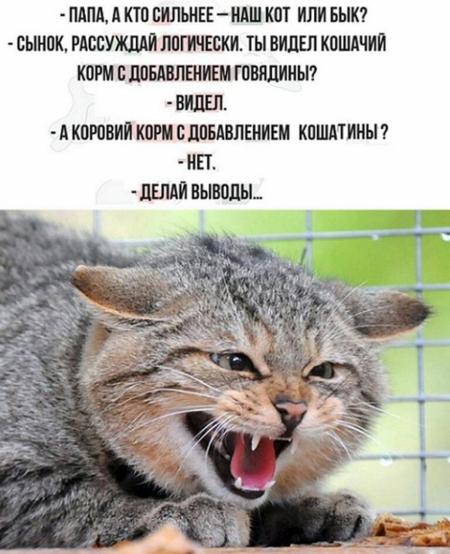 ПАПА А КТ0 СИЛЬНЕЕ НАШ КОТ ИЛИ БЫК СЫНПК РАССУЖДАИ ЛПГИЧЕВКИ ТЫ ВИДЕЛ КПШАЧИИ КОРМ 0 ШБАВЛШИЕМ ГОВЯЛИНЫ ВИДЕЛ А К0ЮВИИ КОРМ ВЛПБАВЛЕНИЕМ КПШАТИНЫ НЕТ ЦШЙ ВЫВПЛЬЬ