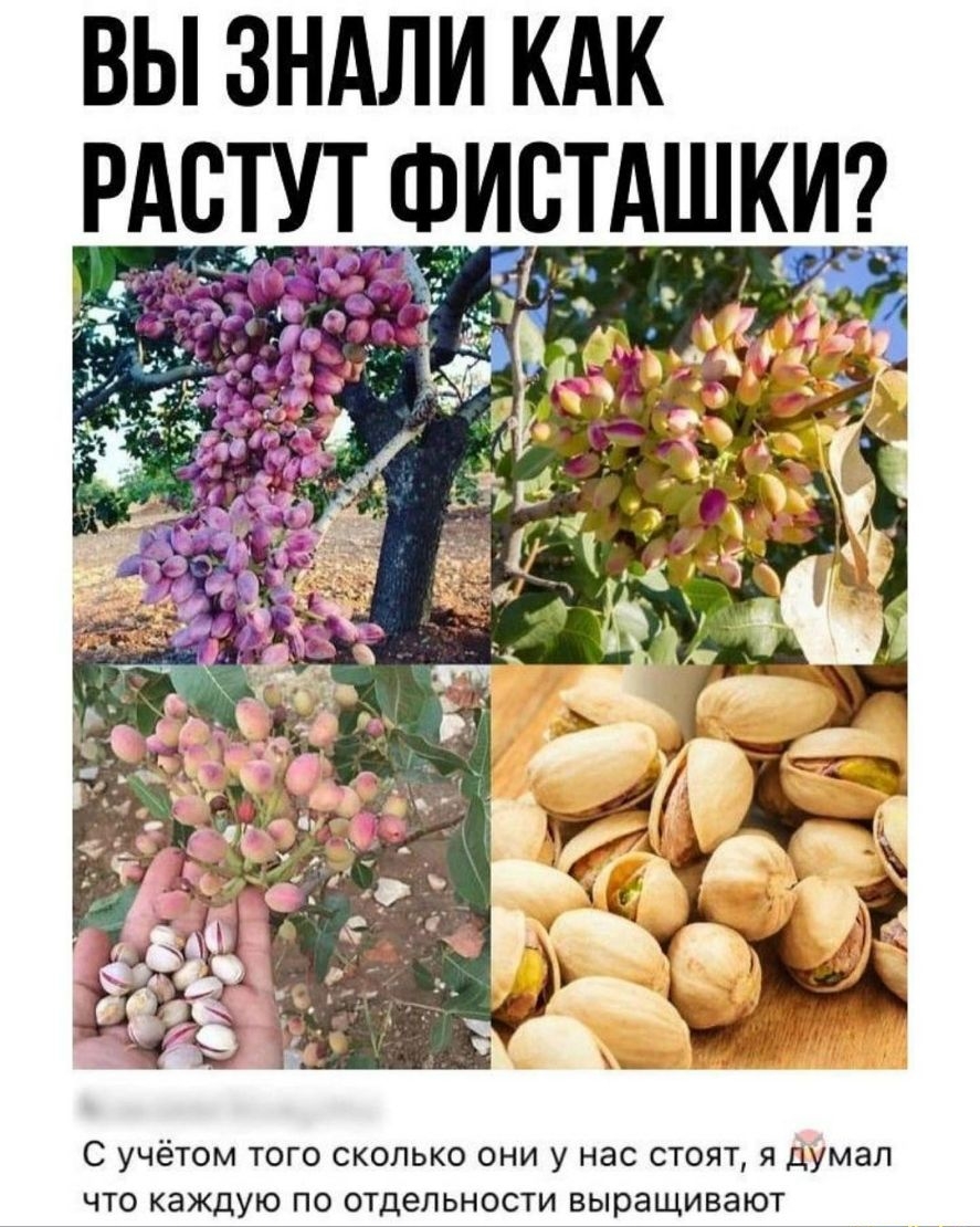 ВЫ ЗНАЛИ КАК С учётом того сколько они у нас стоят я думал что каждую по отдельности выращивают