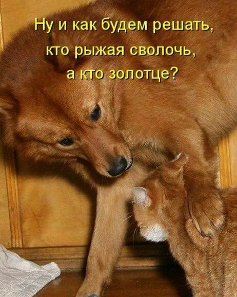 Ну и как ЁЁдем решать кто рыжая сволочь пд