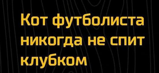 Кот футболиста никогда не спит клубком