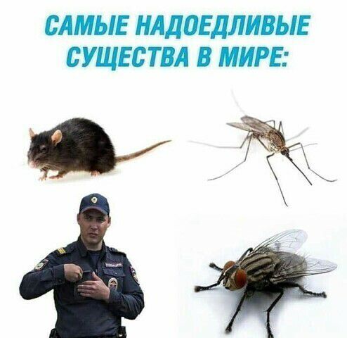САМЫЕ НАДОЕДЛИВЫЕ СУЩЕСТВА МИРЕ ё
