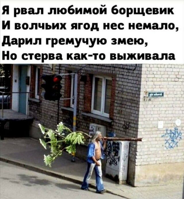 Я рвал любимой борщевик И волчьих ягод нес немало дарил гремучую змею Но стерва как то выживала гш