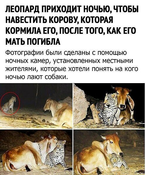 ЛЕОПАРД ПРИХОДИТ НОЧЬЮ ЧТОБЫ НАВЕСГИТЬ КОРОВУ КОТОРАЯ КОРМИЛА ЕГО ПОСЛЕ ТОГО КАК ЕГО МАТЬ ПОГИБЛА Фотографии были сделаны с помощью НОЧНЫХ камер УСГЭНОВПЭННЫХ МЕСГНЫМИ ЖИТВПЯМИ которые ХОТЕЛИ ПОНЯТЬ на КОГО ночью лают собаки
