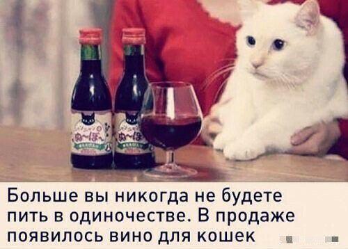 Больше вы никогда не будете пить в одиночестве В продаже появилось вино для кошек