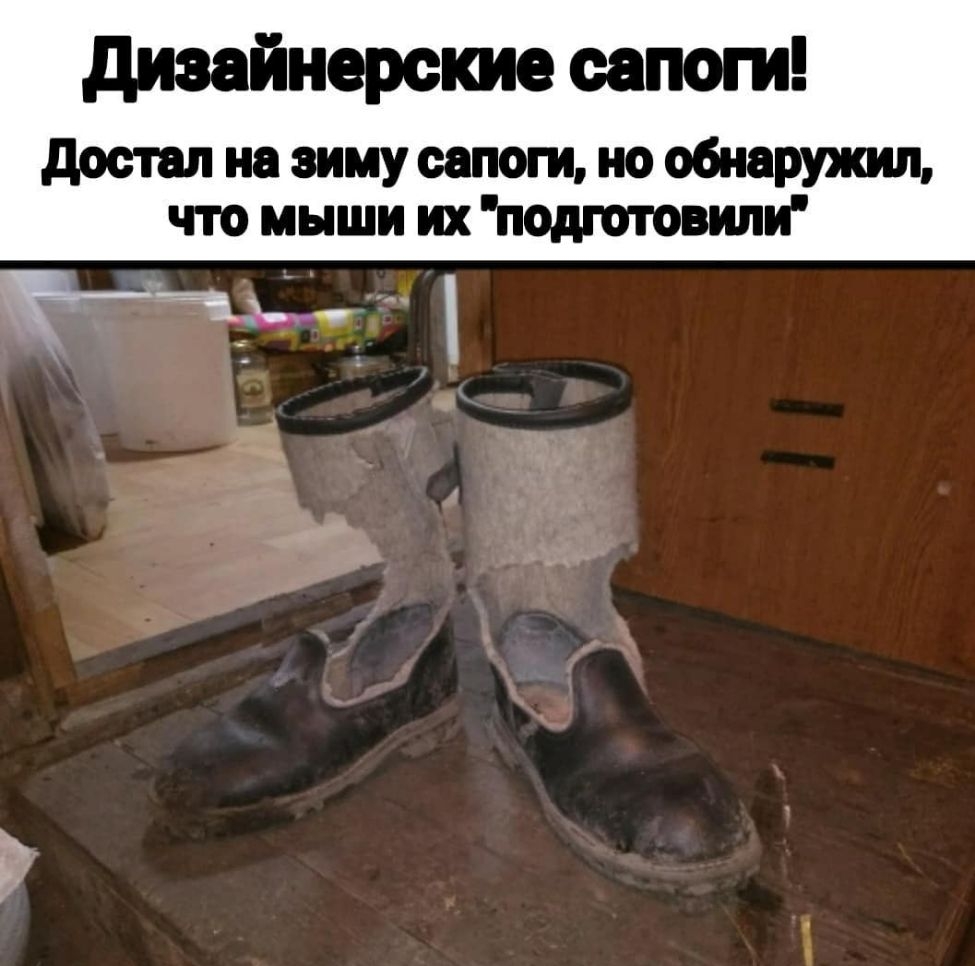 дизайнерские сапоги достал на зиму сапоги но обнаружил что мыши их подготовипи