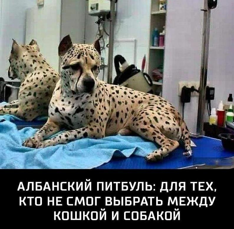 АЛБАНСКИЙ ПИТБУЛЬ ДЛЯ ТЕХ КТО НЕ СМПГ_ВЫБРАТЬ МЕЖДУ КОШКОИ И ЕПБАКПИ